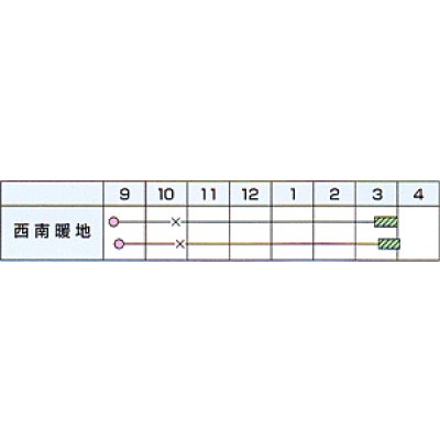 画像2: 送料無料　[たまねぎ]　超極早生　浜笑（PVP）　2dl　カネコ種苗（株）