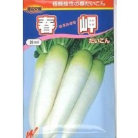 送料無料　[大根]　春岬　1000粒　渡辺農事（株）