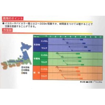 画像3: [とうもろこし]　ホワイトショコラ　200粒　ヴィルモランみかど