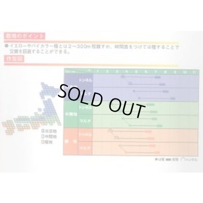 画像3: [とうもろこし]　ホワイトショコラ　2000粒　ヴィルモランみかど（株）