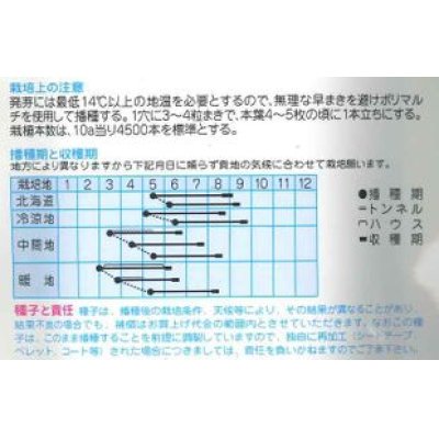 画像2: [とうもろこし]　ワールド21　EX　　200粒　（株）タカヤマシード