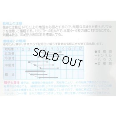 画像2: 送料無料　[とうもろこし]　ワールド21　EX　200粒　(株)タカヤマシード