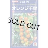 送料無料　[トマト/ミニトマト]　オレンジ千果　1000粒　タキイ種苗(株)