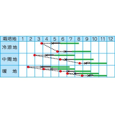 画像2: [キュウリ]　万里の香り　1.2ｍｌ　（株）タカヤマシード