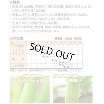 画像3: 送料無料　[ズッキーニ]　ゼルダ・ジャッロ　100粒　トキタ種苗(株)