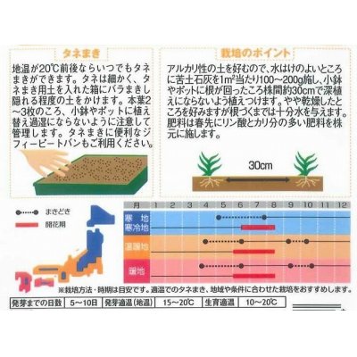 画像2: 花の種　宿根 かすみ草　八重咲き　約110粒　サカタのタネ（株）実咲200