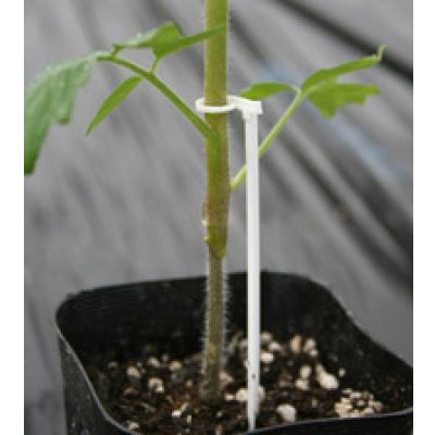 画像5: 接木・生産資材　幼苗支え　たちんぼ　250本入り