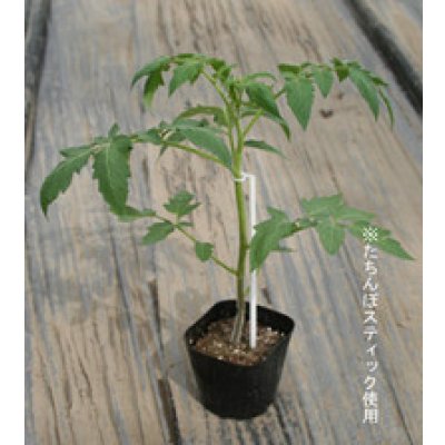 画像6: 接木・生産資材　幼苗支え　たちんぼ　250本入り