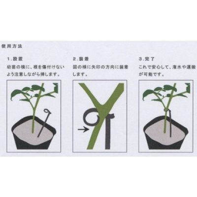 画像4: 接木・生産資材　幼苗支え　たちんぼ　250本入り