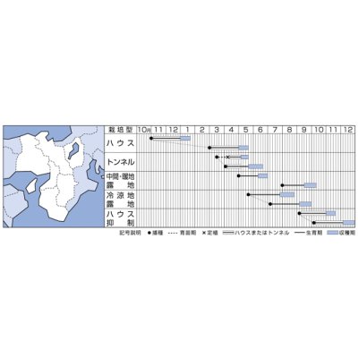 画像6: [いんげん]　恋みどり　1L　タキイ種苗(株)