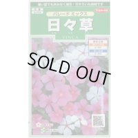 送料無料　花の種　日々草　パレードミックス　約100粒　(株)サカタのタネ　実咲250（026265）