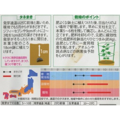 画像2: 花の種　朝顔　暁の混合  小袋　サカタのタネ（株）実咲250