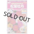 送料無料　花の種　松葉牡丹　ソーラーキッズ　ミックス　約143粒　(株)サカタのタネ　実咲350（026164）