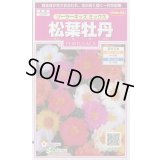 送料無料　花の種　松葉牡丹　ソーラーキッズ　ミックス　約143粒　(株)サカタのタネ　実咲350（026164）