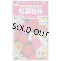 送料無料　花の種　松葉牡丹　ソーラーキッズ　ミックス　約143粒　(株)サカタのタネ　実咲350（026164）