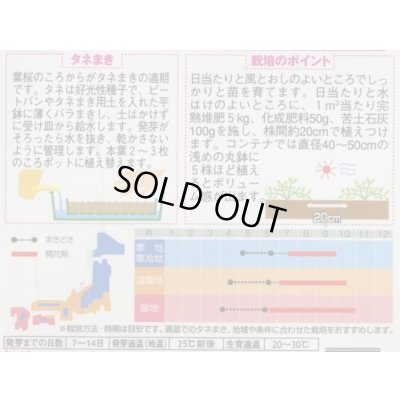 画像2: 送料無料　花の種　松葉牡丹　ソーラーキッズ　ミックス　約143粒　(株)サカタのタネ　実咲350（026164）