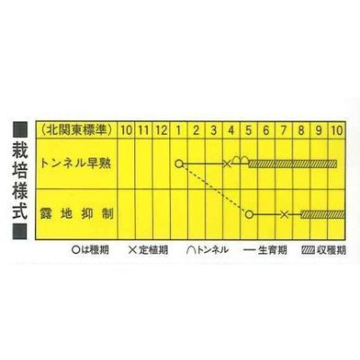 画像3: 送料無料　[なす]　大黒田茄子　70粒　カネコ種苗（株）