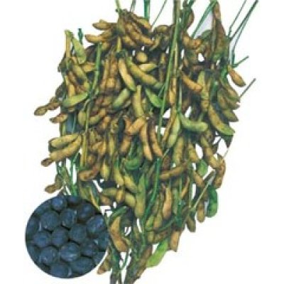 画像2: [枝豆]　丹波黒大粒大豆　1L　タキイ種苗
