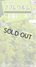 送料無料　花の種　ブプレウルム　小袋　タキイ種苗(株)NL200