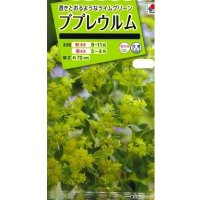 花の種 ブプレウルム 小袋 タキイ種苗(株)NL200