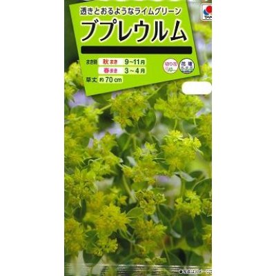 画像1: 花の種 ブプレウルム 小袋 タキイ種苗(株)NL200