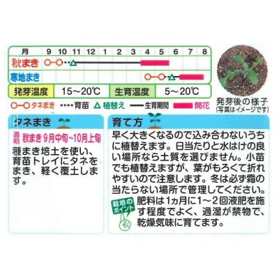 画像2: 送料無料　花の種　ネモフィラ　マクラタ　1ml　タキイ種苗(株)NL200
