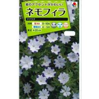 送料無料　花の種　ネモフィラ　マクラタ　1ml　タキイ種苗(株)NL200