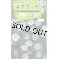 花の種　ネモフィラ　マクラタ　1ｍｌ　タキイ種苗（株）