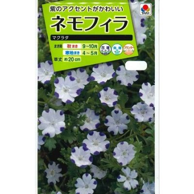 画像1: 送料無料　花の種　ネモフィラ　マクラタ　1ml　タキイ種苗(株)NL200