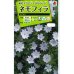 画像1: 花の種　ネモフィラ　マクラタ　1ｍｌ　タキイ種苗（株） (1)