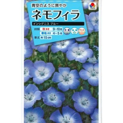 画像1: 送料無料　花の種　ネモフィラ　インシグニスブルー　1ml　タキイ種苗（株）NL150