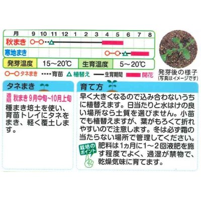 画像2: 送料無料　花の種　ネモフィラ　インシグニスブルー　1ml　タキイ種苗（株）NL150