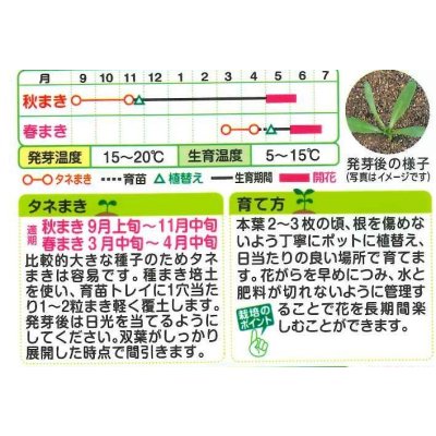 画像2: 送料無料　花の種　ディモルフォセカ　スプリングフラッシュオレンジ　2ml　タキイ種苗　(NL200)