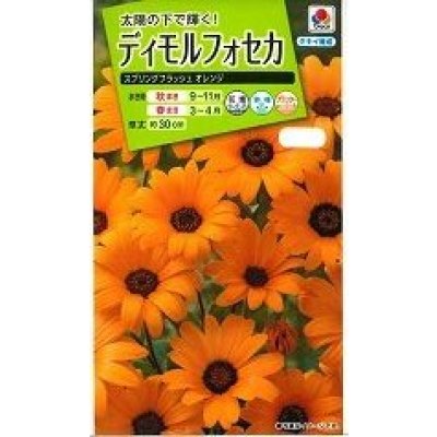 画像1: 送料無料　花の種　ディモルフォセカ　スプリングフラッシュオレンジ　2ml　タキイ種苗　(NL200)