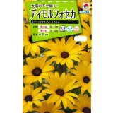 送料無料　花の種　ディモルフォセカ　スプリングフラッシュイエロー　2mlタキイ種苗　(NL200)