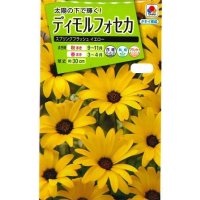 送料無料　花の種　ディモルフォセカ　スプリングフラッシュイエロー　2mlタキイ種苗　(NL200)