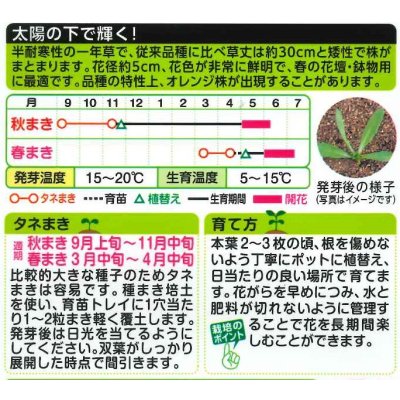 画像2: 送料無料　花の種　ディモルフォセカ　スプリングフラッシュイエロー　2mlタキイ種苗　(NL200)