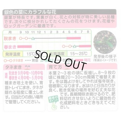 画像2: 花の種 ガザニア タレントミックス 小袋 タキイ種苗（株）NL300