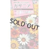 送料無料　花の種　ガザニア　タレントミックス　小袋　タキイ種苗（株）NL300