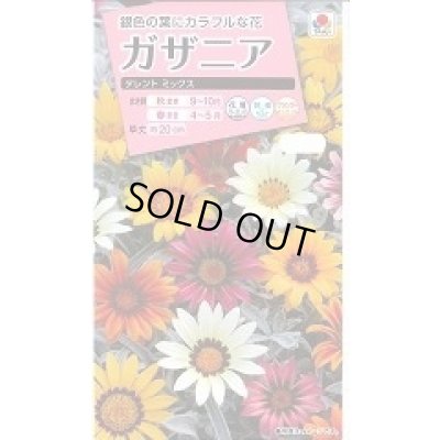 画像1: 花の種 ガザニア タレントミックス 小袋 タキイ種苗（株）NL300