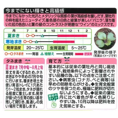 画像2: 花の種　葉牡丹　プラチナケールF1　ルシールミックス　15粒