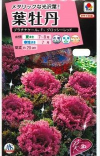 送料無料　花の種　葉牡丹　プラチナケールF1　グロッシーレッド　15粒　タキイ種苗(株)NL300