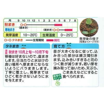 画像2: 送料無料　花の種　れんげ草　10ml　タキイ種苗(株)