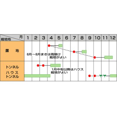 画像2: [葉物]　中葉春菊　さとゆたか　1dl　