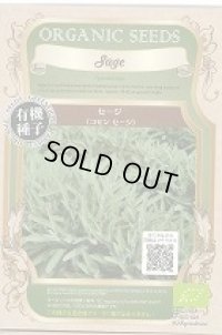[有機種子] セージ (コモンセージ) 固定種 0.3ｇ (株)グリーンフィールドプロジェクト
