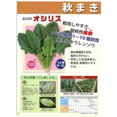 画像3: [ほうれんそう] オシリス 種子サイズ：M 3万粒 （株）サカタのタネ