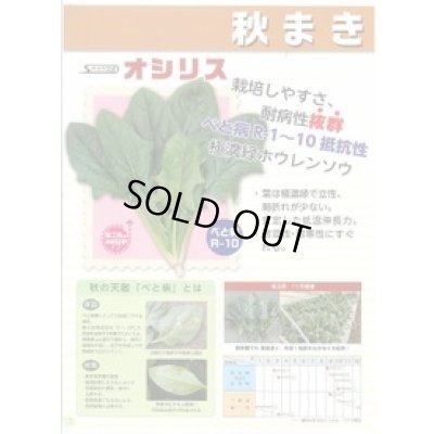 画像3: [ほうれんそう]　オシリス　2万粒　種子サイズ：L　（株）サカタのタネ