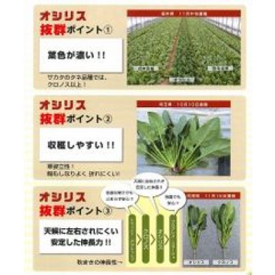 画像4: [ほうれんそう] オシリス 種子サイズ：M 3万粒 （株）サカタのタネ