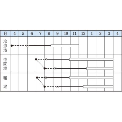 画像2: [キャベツ]　芽キャベツ　早生子持　　20ml 　タキイ種苗（株）　