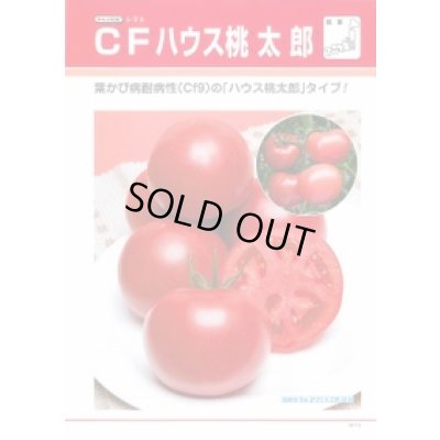 画像2: 送料無料　[トマト/桃太郎系]　CFハウス桃太郎　1000粒　タキイ種苗（株）